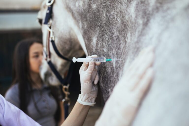 veterinario vaccina cavallo con siringa