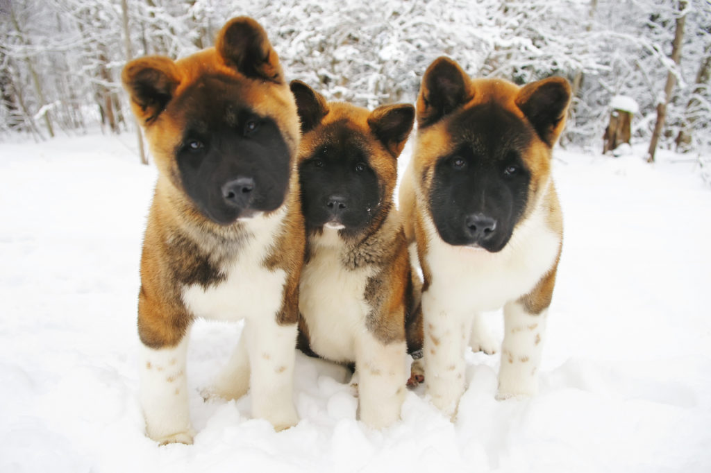 3 akita americani cuccioli nella neve