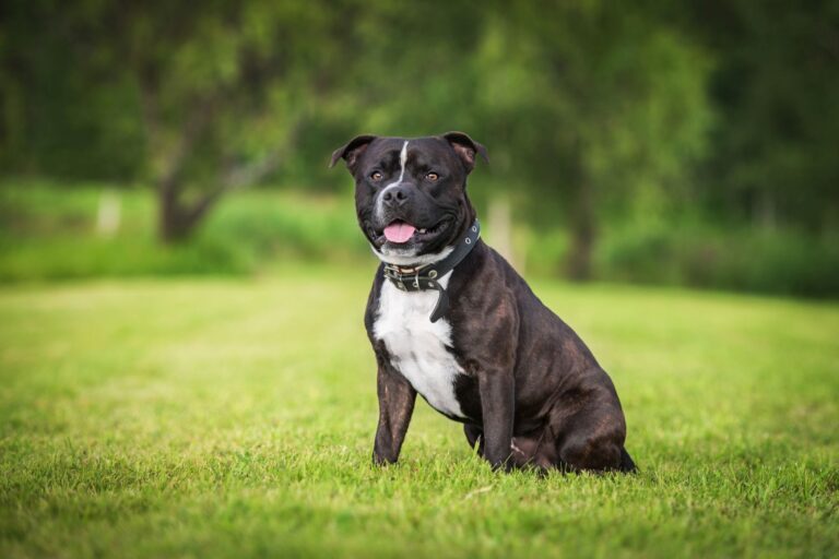 staffordshire bull terrier bianco e nero nel prato