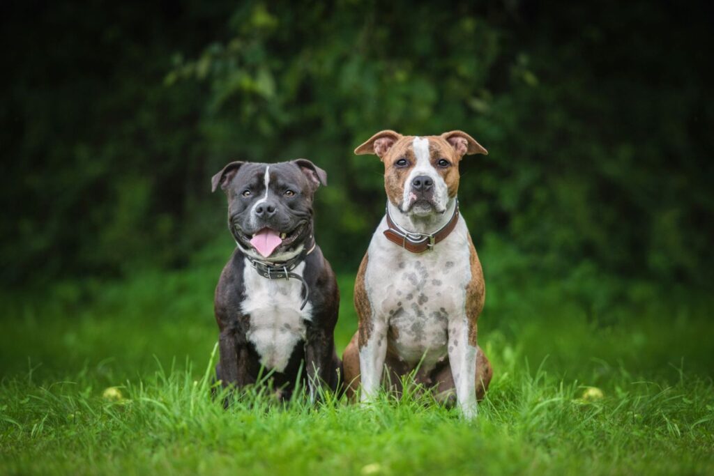 staffordshire bull terrier e american staffordshire terriere insieme