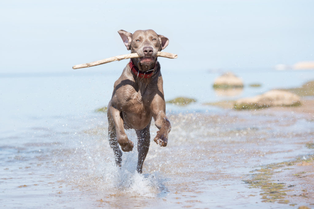 Weimaraner corre in spiaggia al mare