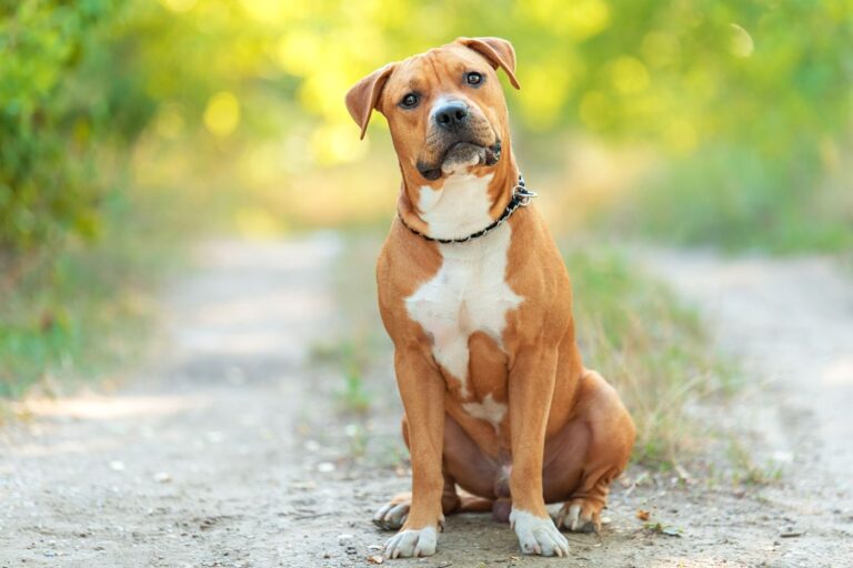 American Staffordshire Terrier bianco e marrone