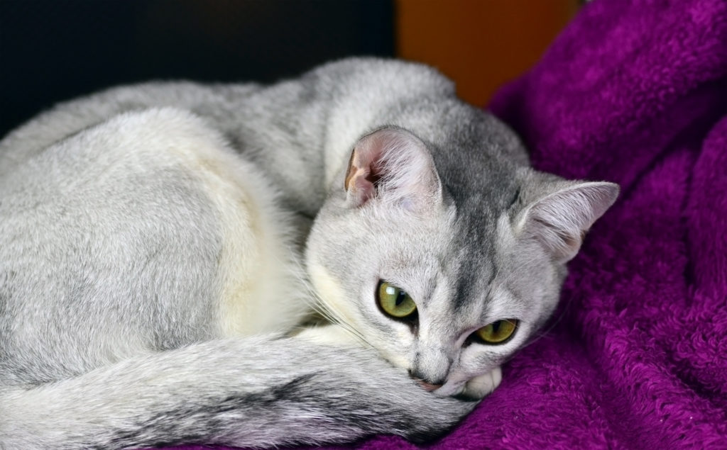 burmilla gatto su coperta viola