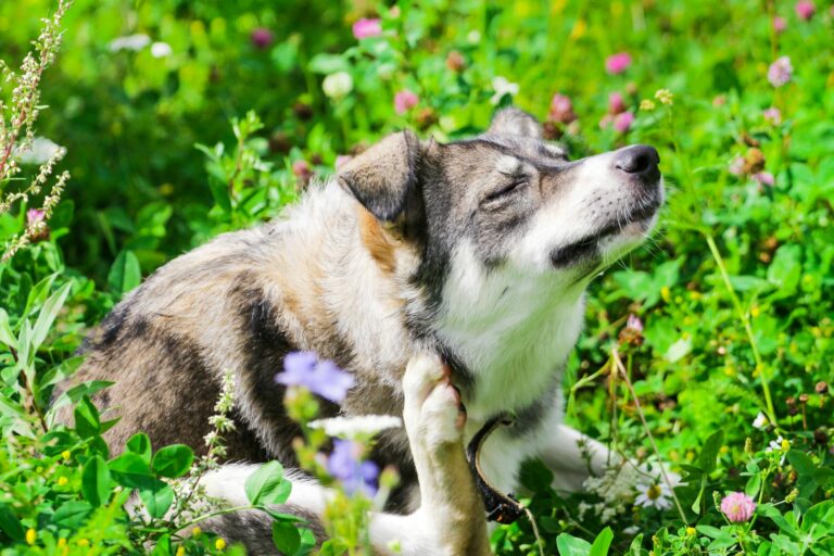 cane si gratta a causa delle pulci