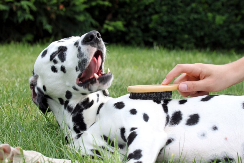 cane con la forfora viene spazzolato