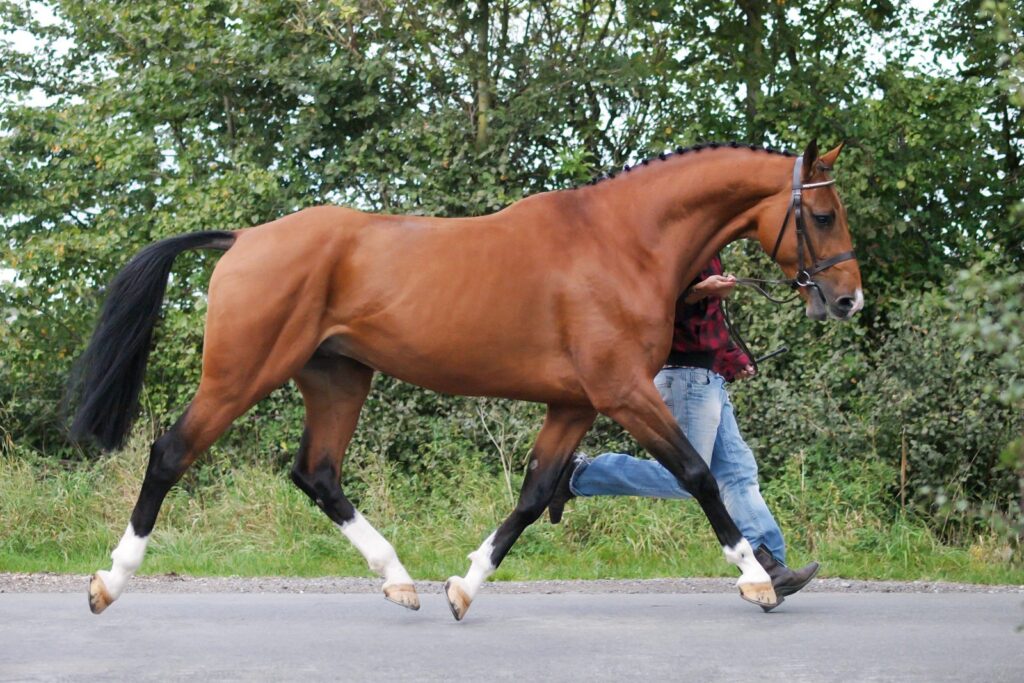 cavallo al trotto