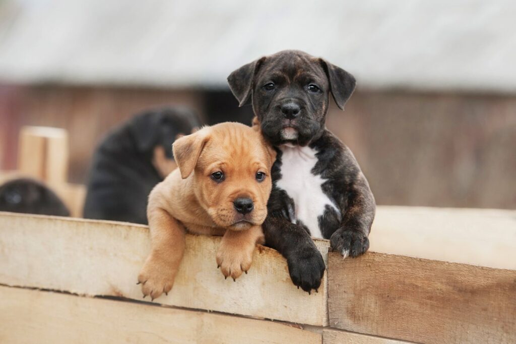 due cuccioli American staffordshire terrier nero e marrone