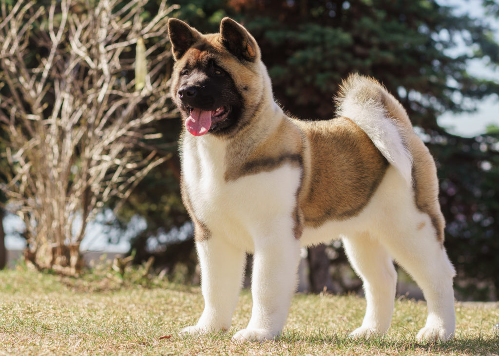 cucciolo akita americano