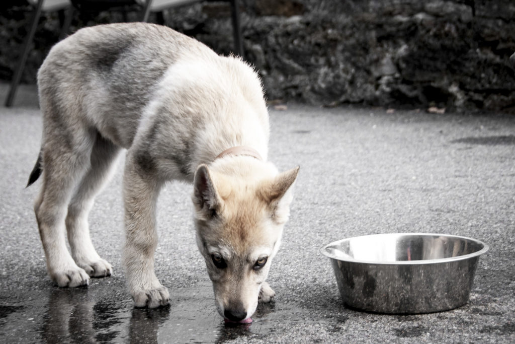 cucciolo di cane lupo cecoslovacco