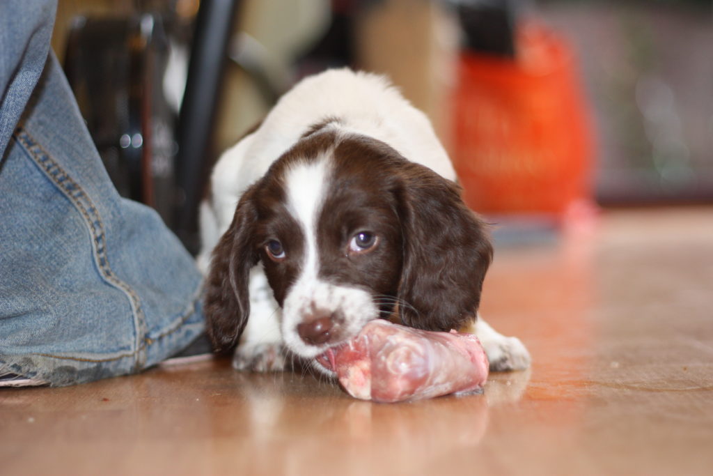 cucciolo mangia carne a terra (barf dieta)