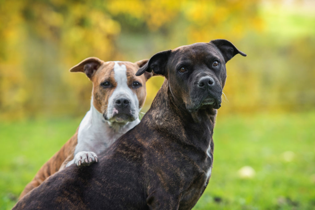 due American Staffordshire Terrier marrone e nero