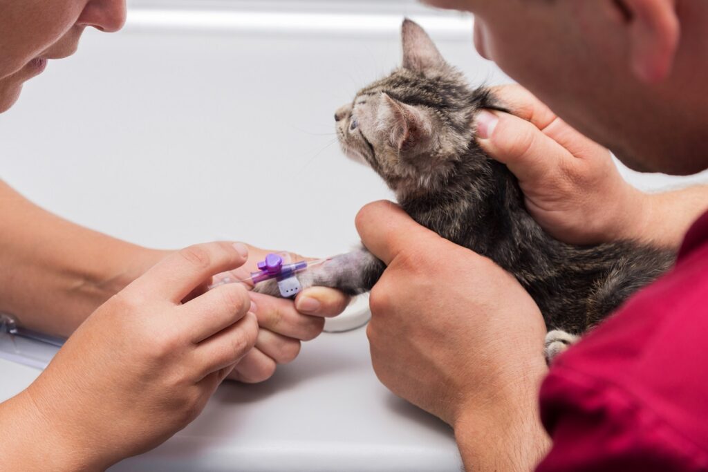 veterinario inserisce catetere venoso al gatto