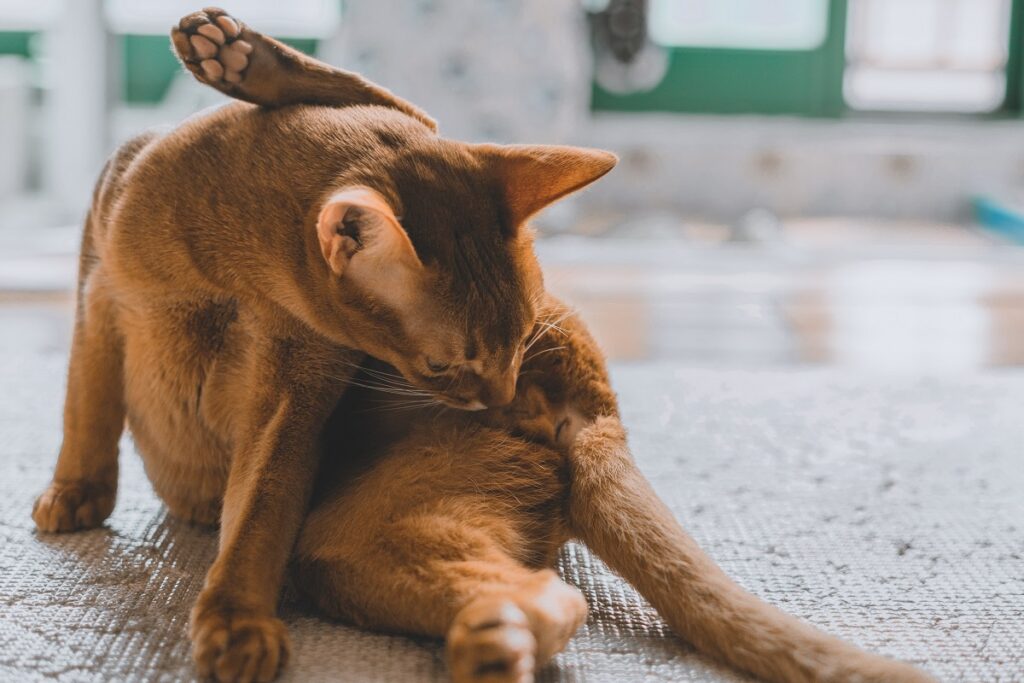 gatto con struvite si lecca l'area genitale