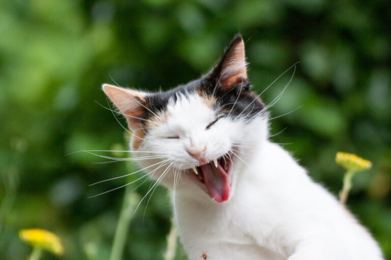 gatto con tartaro sui denti