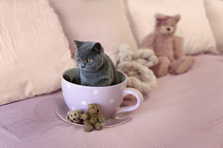 gatto da te grigio in una tazza