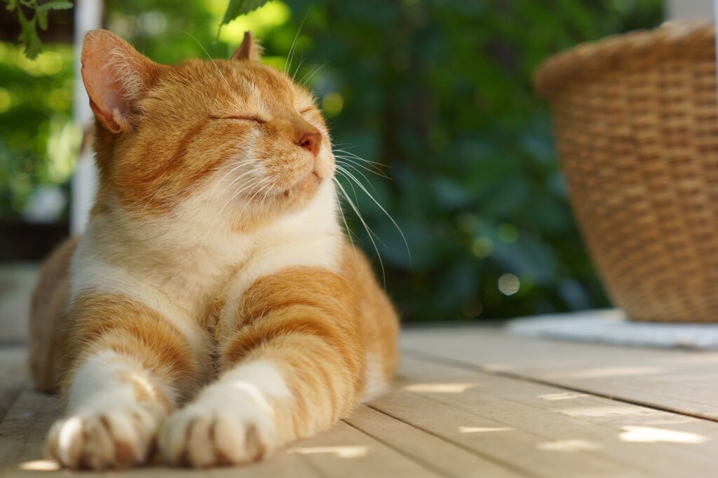 gatto si sta rilassando all'aperto