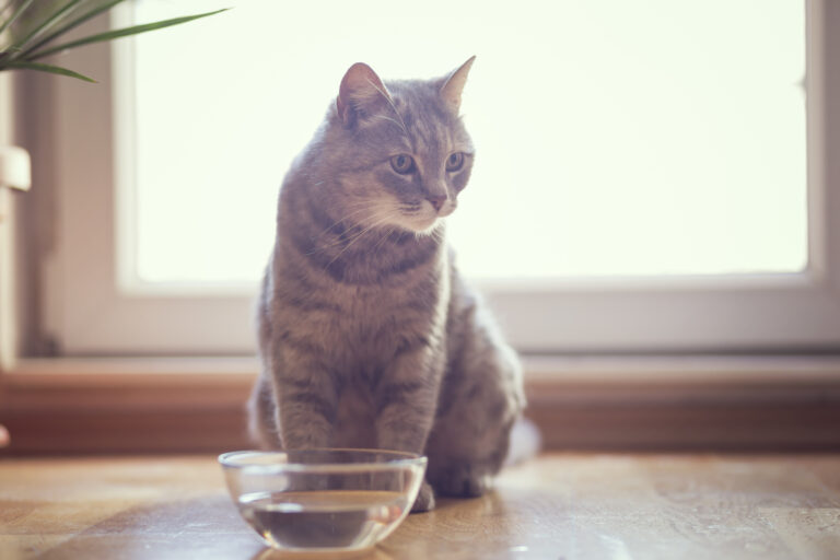 gatto che soffre di struvite con ciotola d'acqua