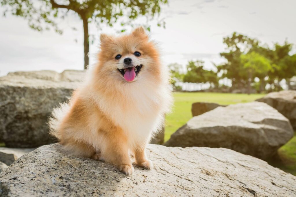 volpino di pomerania siede su roccia