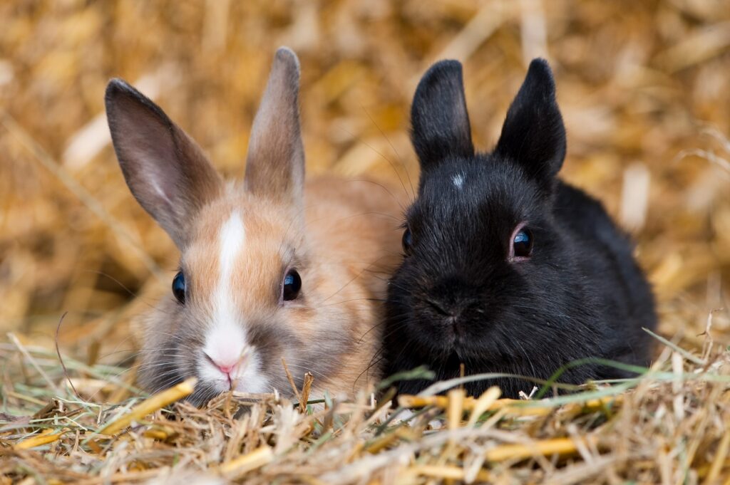 2 conigli nani su paglia