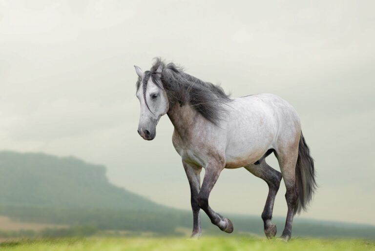 cavallo lusitano bianco e grigio