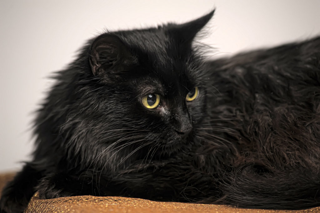 chantilly-tiffany gatto nero