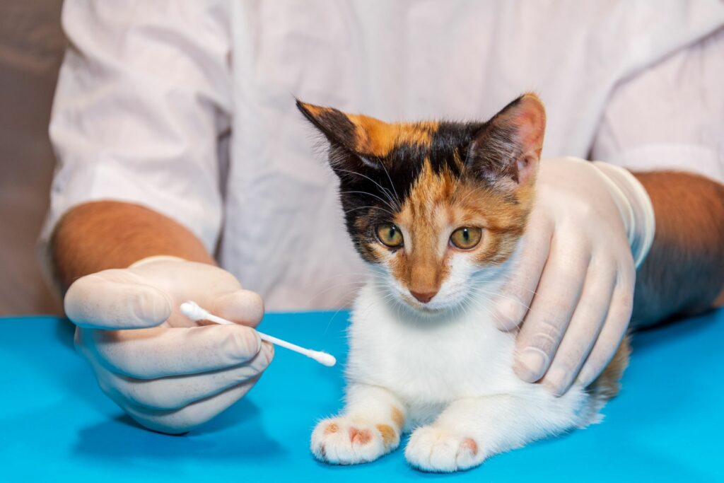 gatto dal veterinario per un tampone