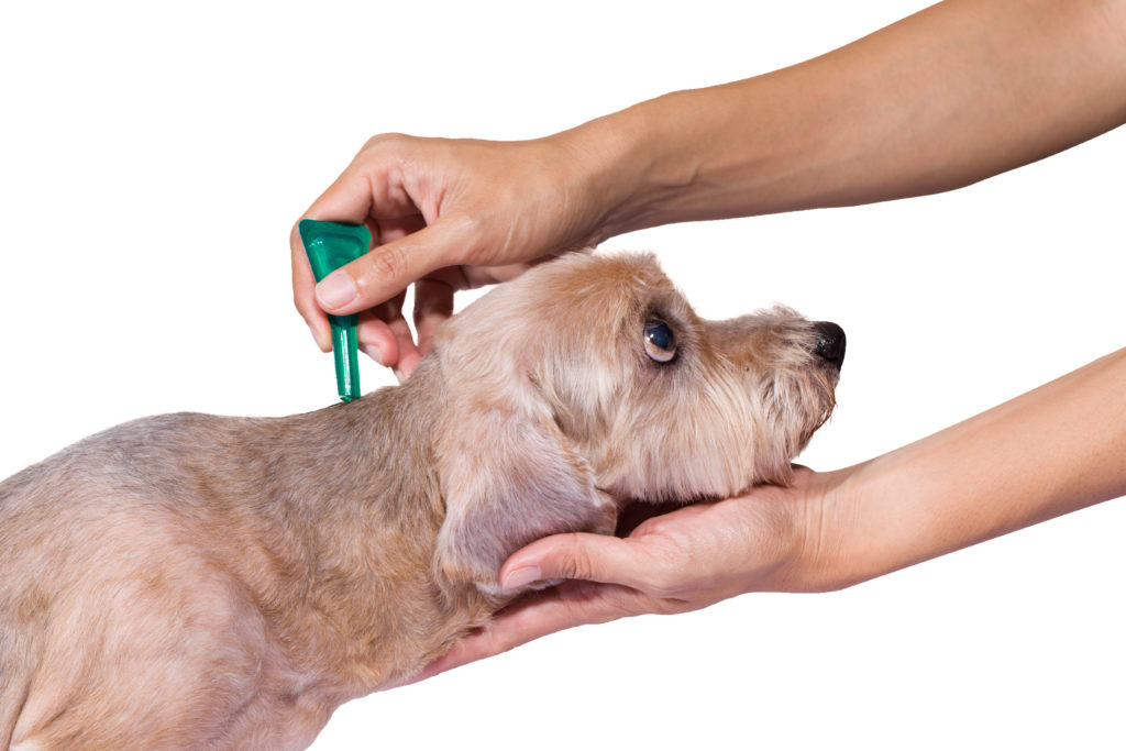 gocce antiparassitarie per prevenire pulci e zecche nel cane