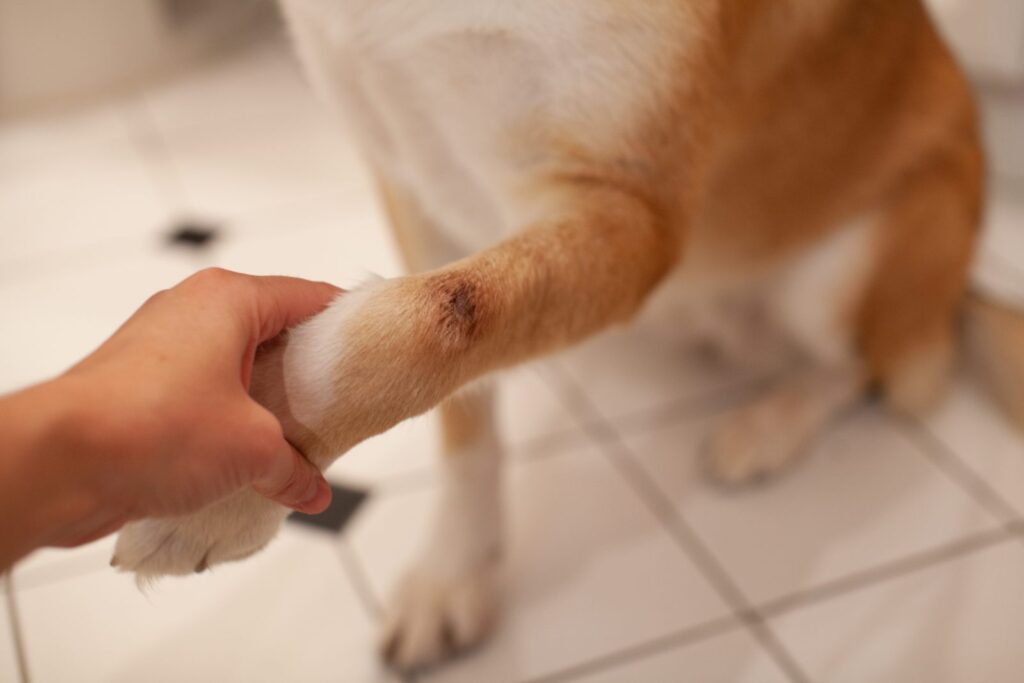 hot spot (dermatite piotraumatica) sulla zampa del cane