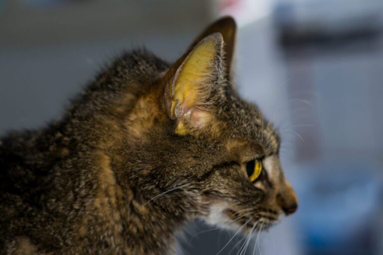 FIP nel gatto (peritonite infettiva felina) cosa è zooplus Magazine FIP nel gatto (peritonite infettiva felina) cosa è zooplus Magazine