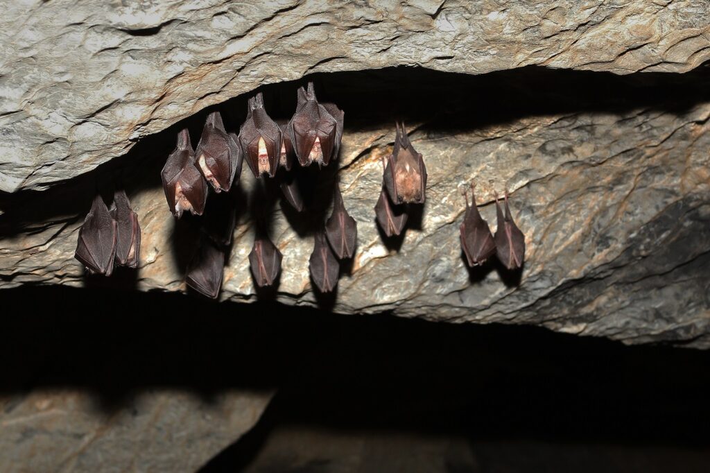 colonia pipistrelli a testa in giu in grotta