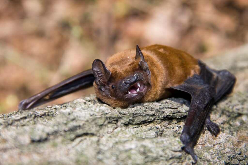 Pipistrelli: 6 curiosità da non perdere 