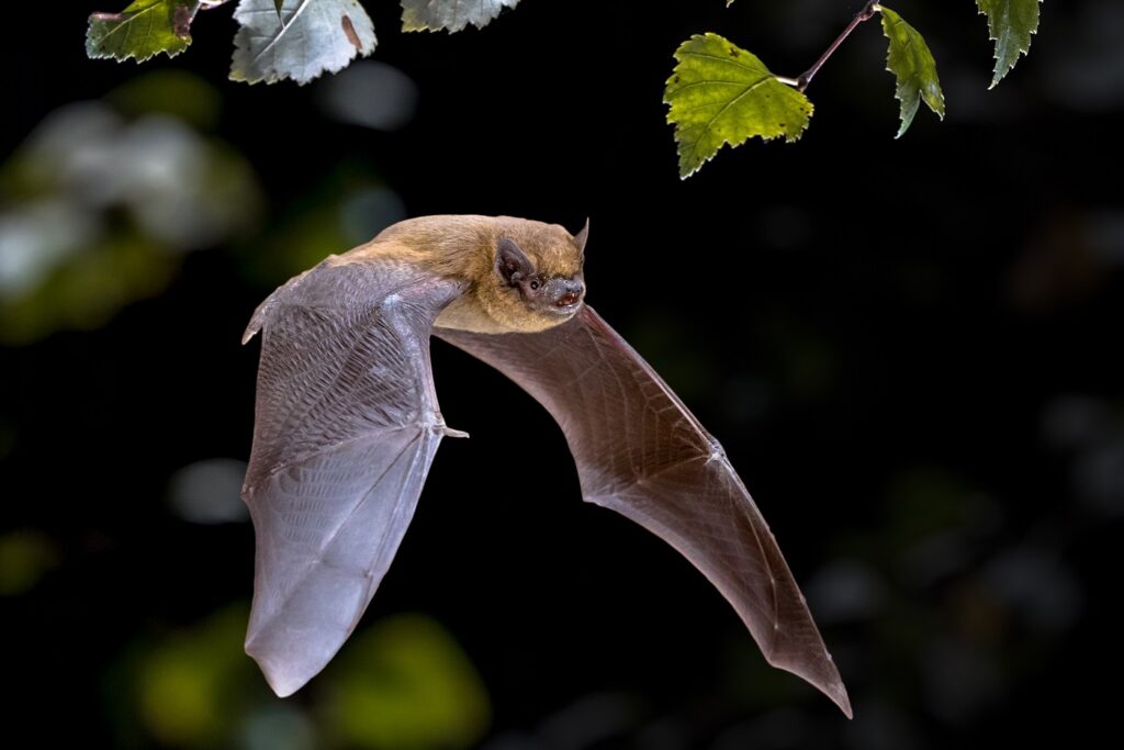 Pipistrello: alimentazione, habitat, riproduzione