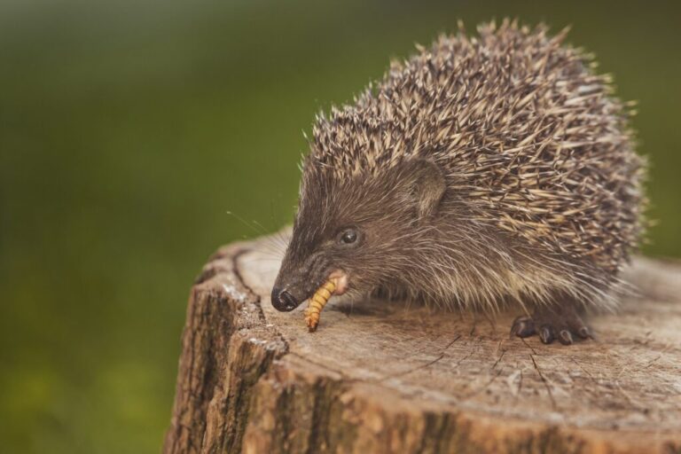 Si Dice Di Animale Che Mangia Il Legno Riccio: alimentazione, habitat, tipologie, cure | zooplus Magazine