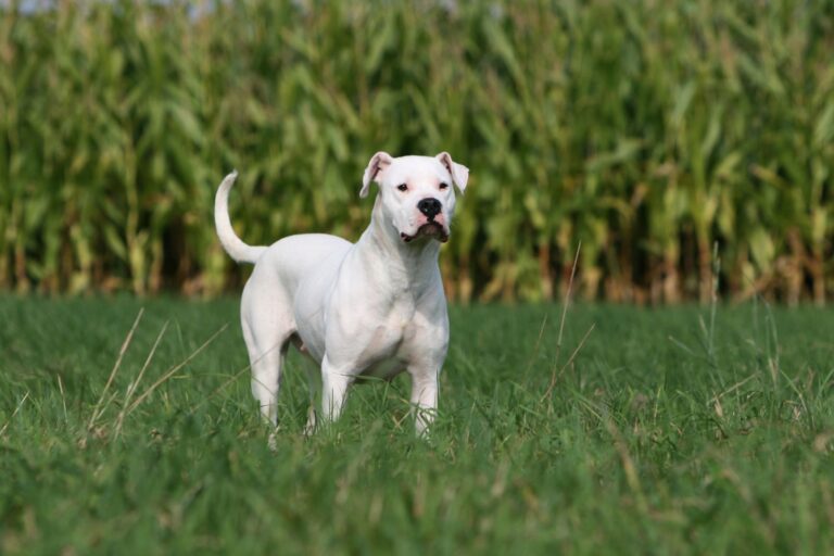 Dogo Argentino Carattere Aspetto Prezzo Zooplus Magazine