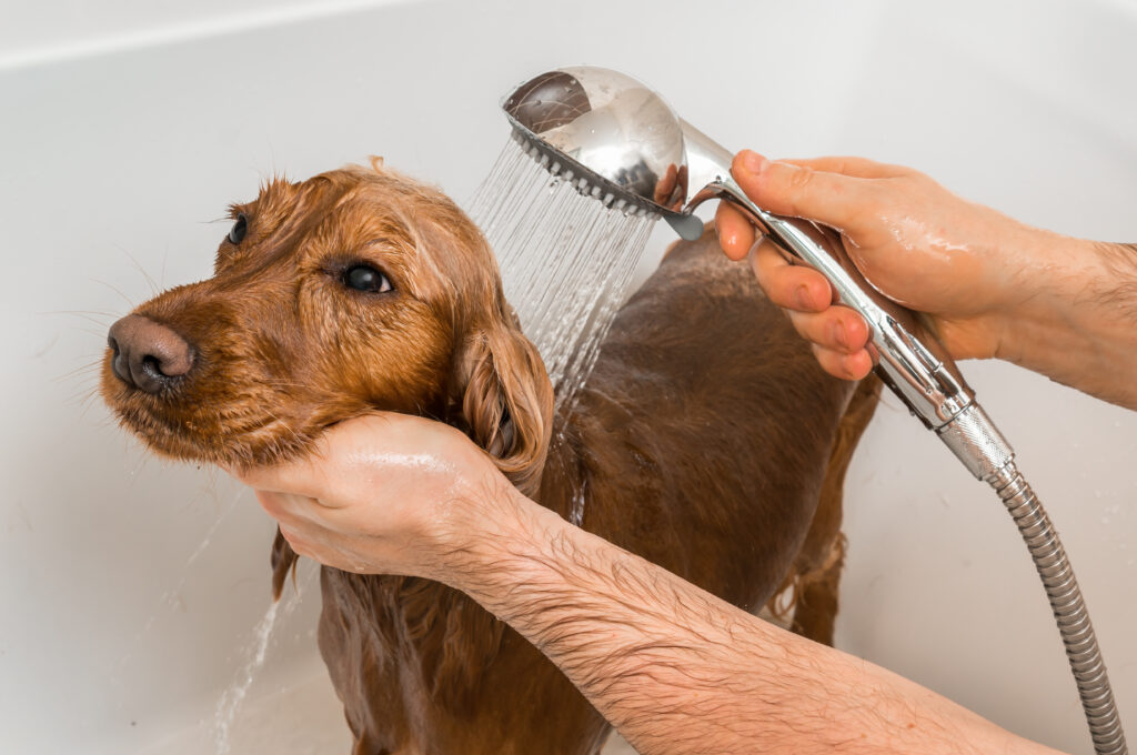 fare bagno al cane
