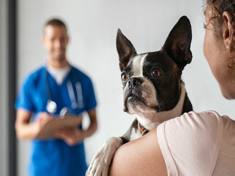 boston terrier con malattia fegato dal veterinario