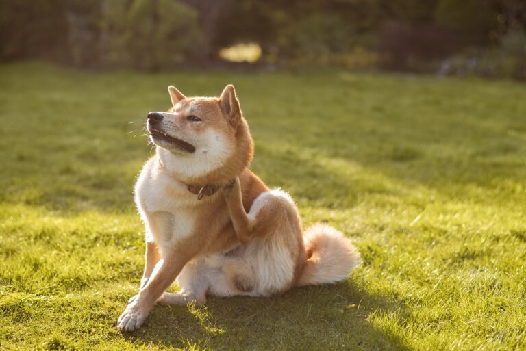 cane con allergia da saliva pulci