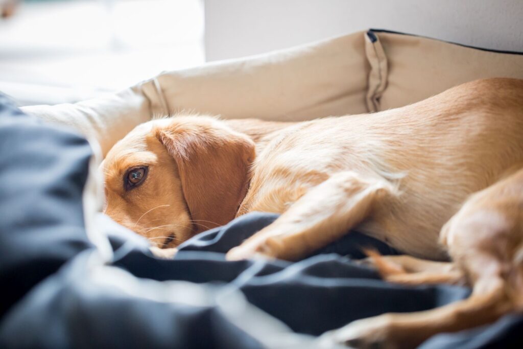 cane riposa dopo crisi epilettica