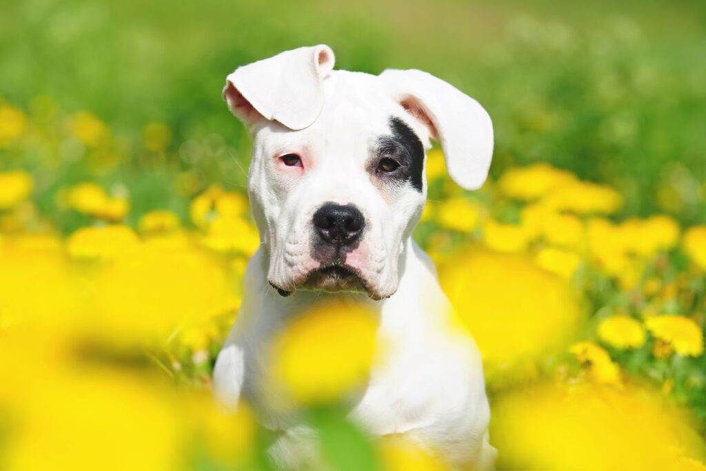 cucciolo dogo argentino