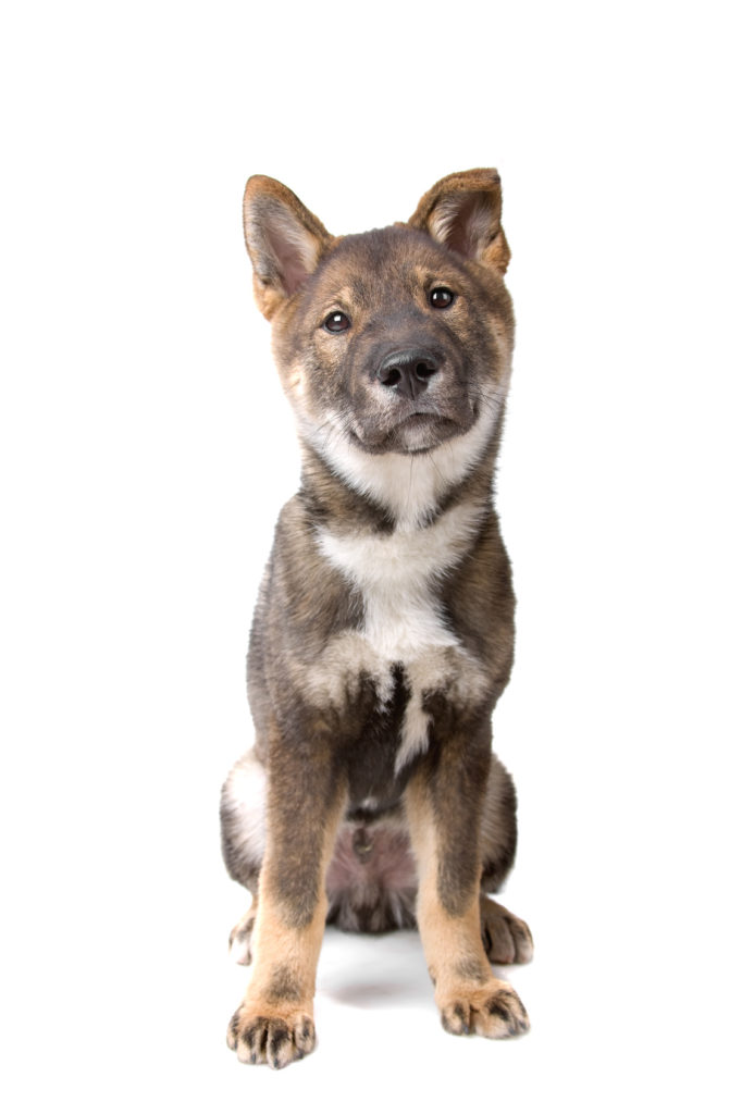 cucciolo shikoku cucciolo shikoku
