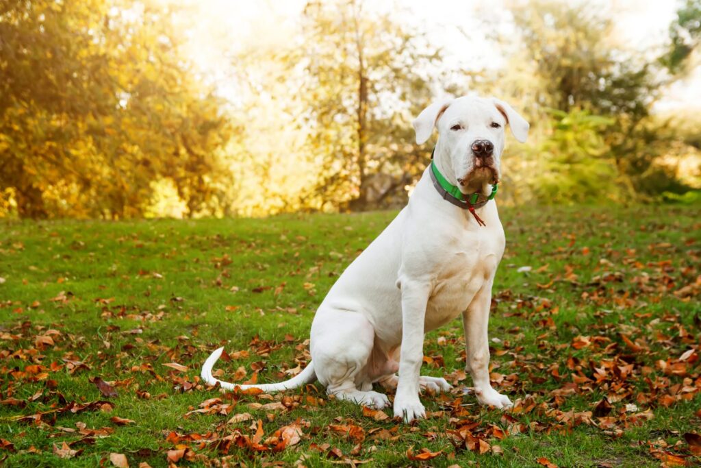 Dogo argentino seduto nel prato