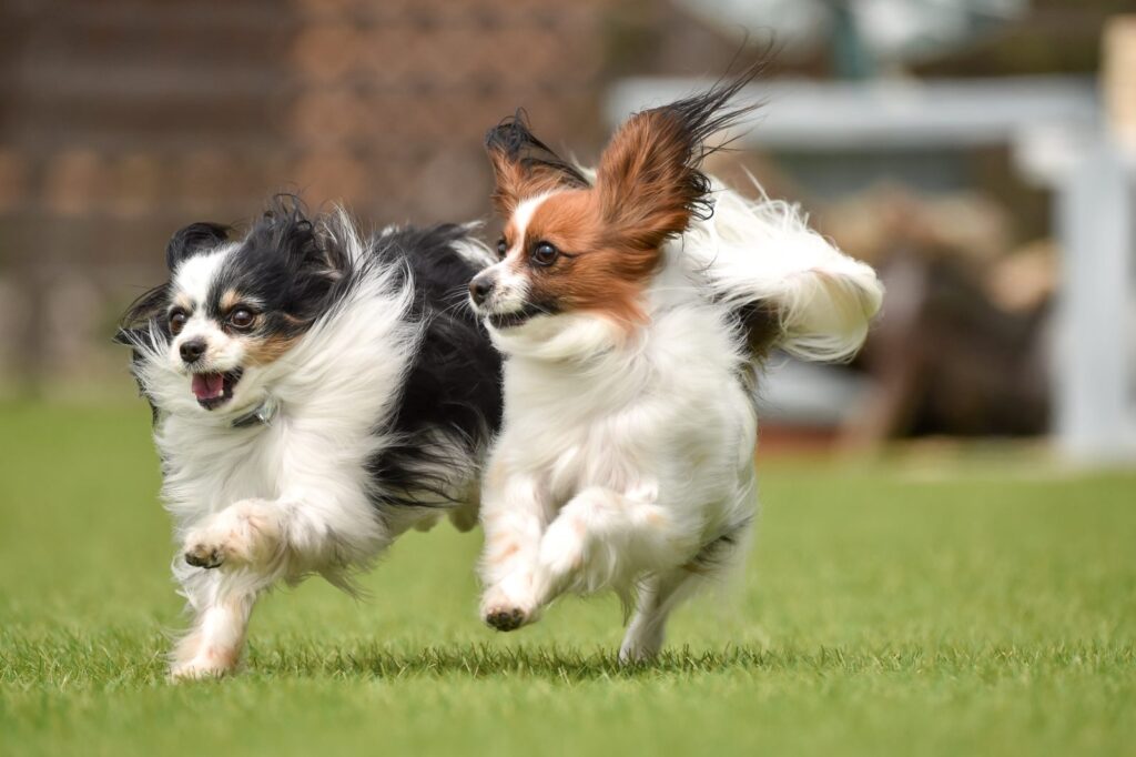 due papillon corrono nel prato