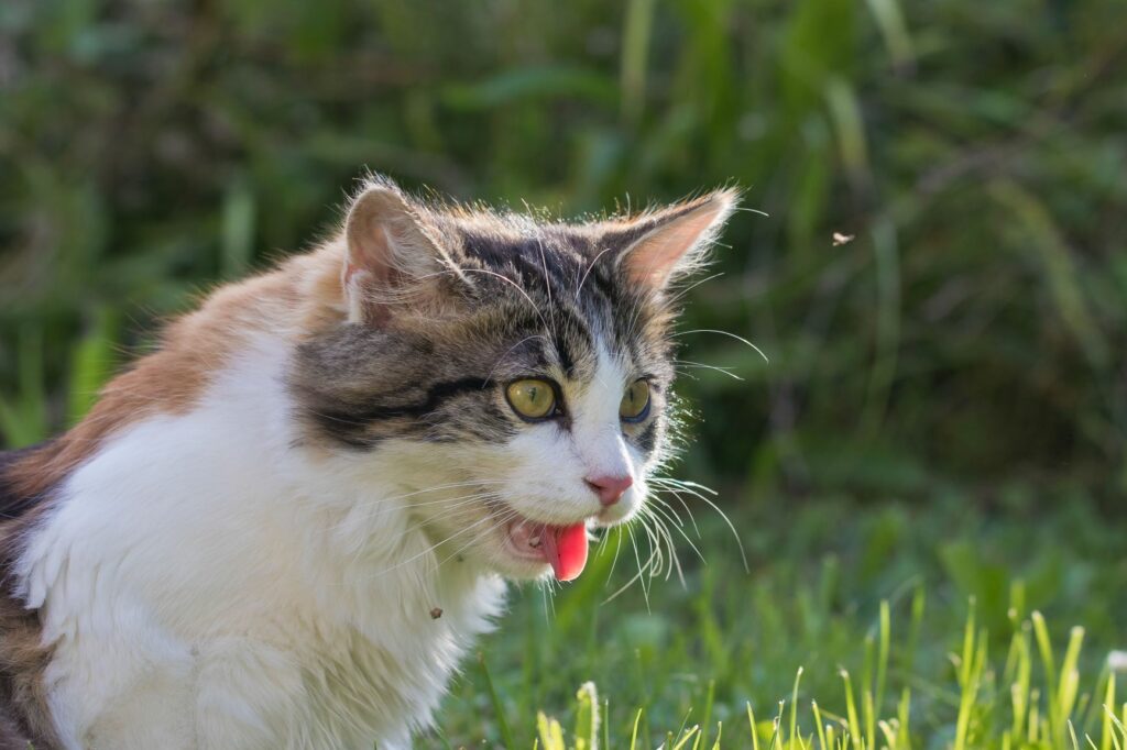 gatto ansima causa malattia hcm