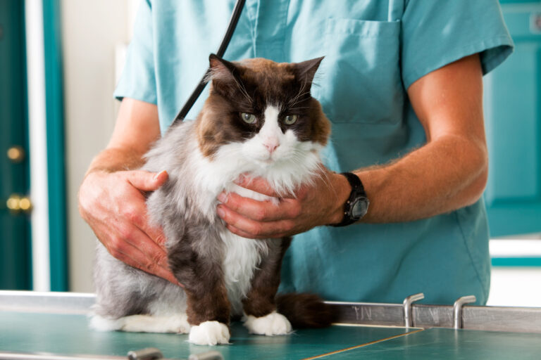 gatto con hcm in visita dal veterinario