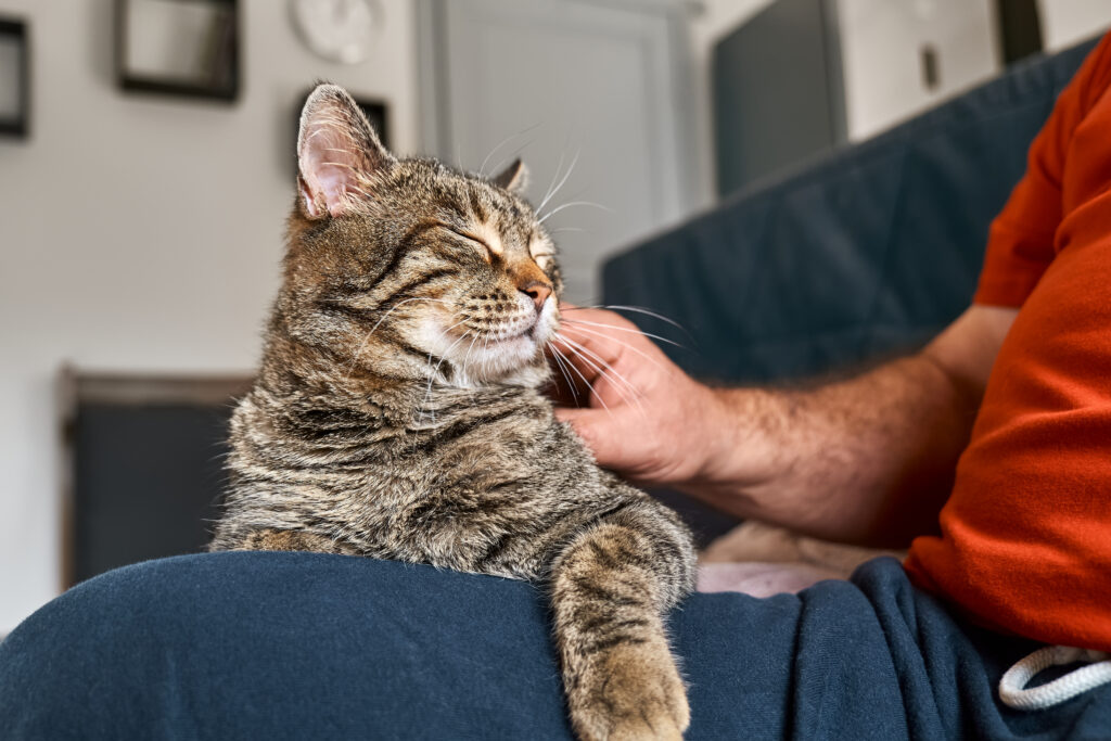 morte gatto è un lutto in famiglia