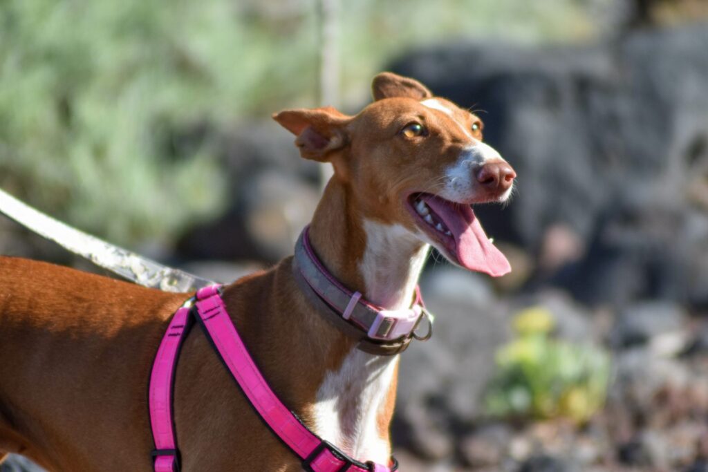 podenco canario al guinzaglio