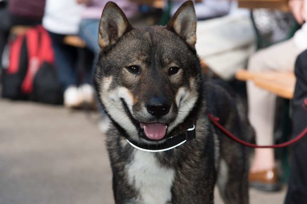 shikoku cane