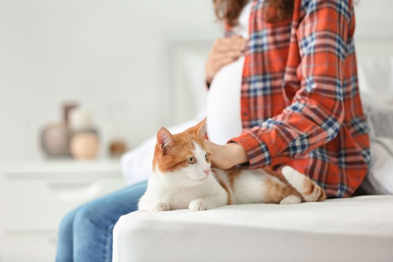 consigli gravidanza sicura con gatto