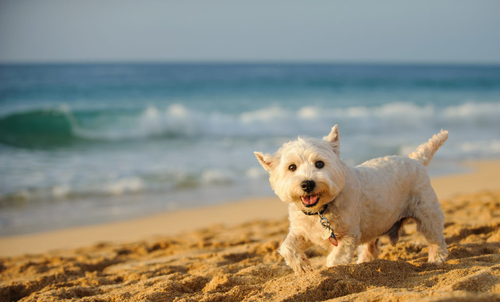 west highland white terrier bianco