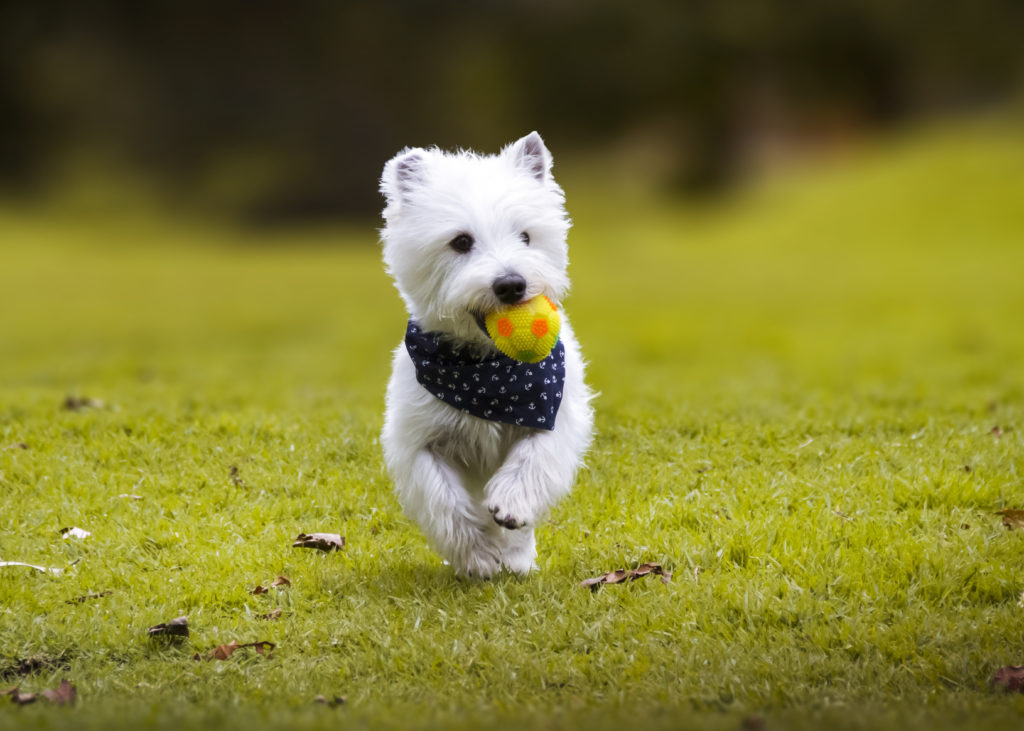 west highland white terrier gioca con palla
